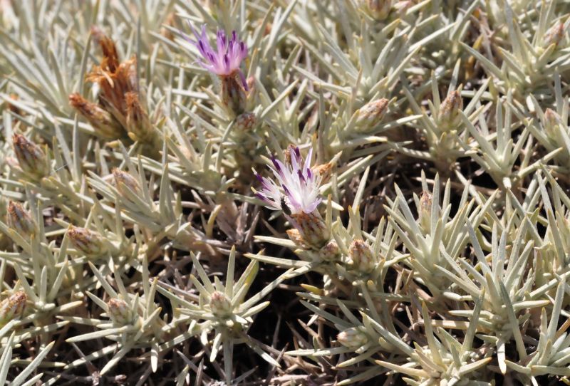 Centaurea horrida / Fiordaliso spinoso